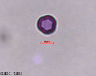 Cynoglossum cheirifolium - lame n° 29273